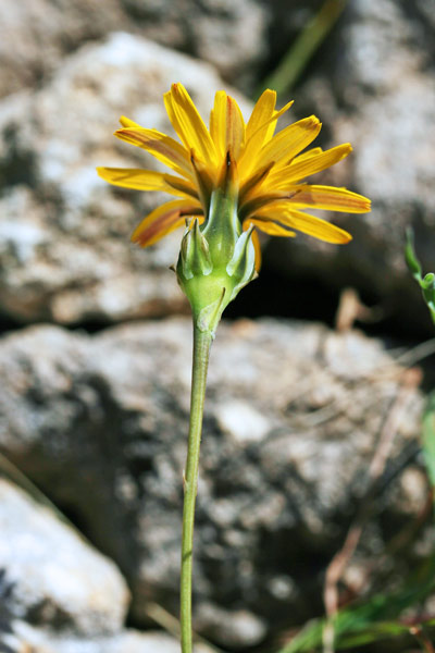 Reichardia intermedia, Grattalingua minore