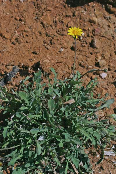 Reichardia picroides, Caccialebbra, Caccialepre, Grattalingua, Grattalingua comune, Latticino, Latticrepolo, Paparastello, Lattaredda, Lattosa, Limpora, Limporra, Lisporra, Lositzu, Mammalucca