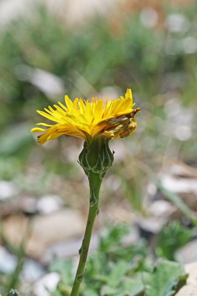 Reichardia picroides, Caccialebbra, Caccialepre, Grattalingua, Grattalingua comune, Latticino, Latticrepolo, Paparastello, Lattaredda, Lattosa, Limpora, Limporra, Lisporra, Lositzu, Mammalucca