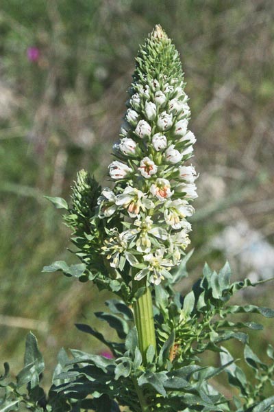 Reseda alba, Erba ruchetta, Reseda bianca, Alluppa guaddos