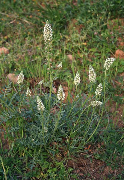 Reseda alba, Erba ruchetta, Reseda bianca, Alluppa guaddos