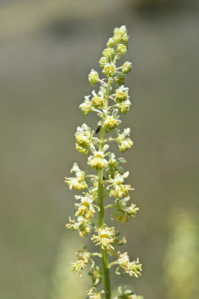 Reseda lutea, Reseda comune, Reseda gialla, Alluppacuaddus, Coa de gattu