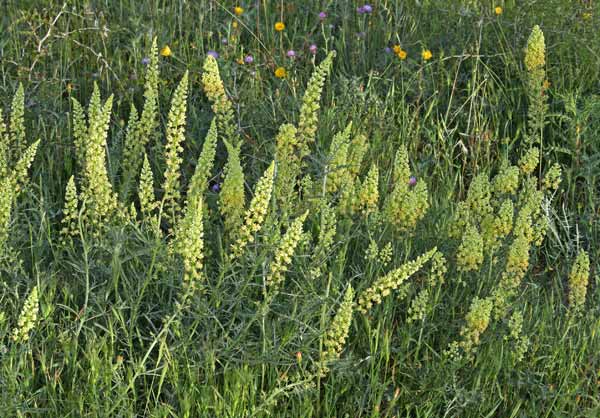 Reseda lutea, Reseda comune, Reseda gialla, Alluppacuaddus, Coa de gattu