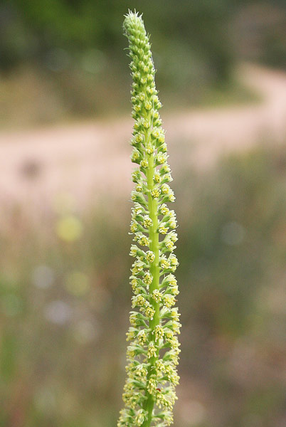 Reseda luteola, Amorino, Biondella, Erba guada, Guadarella, Reseda biondella, Coroe, Crocoe, Erba de giallu, Giallara