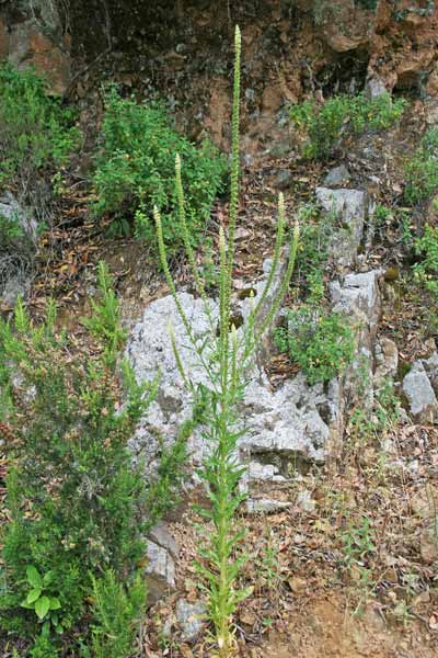 Reseda luteola, Amorino, Biondella, Erba guada, Guadarella, Reseda biondella, Coroe, Crocoe, Erba de giallu, Giallara