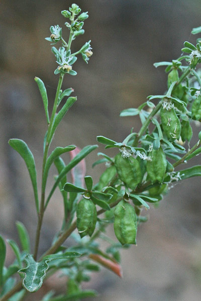 Reseda phyteuma, Reseda raponzolo, Reseda selvatica