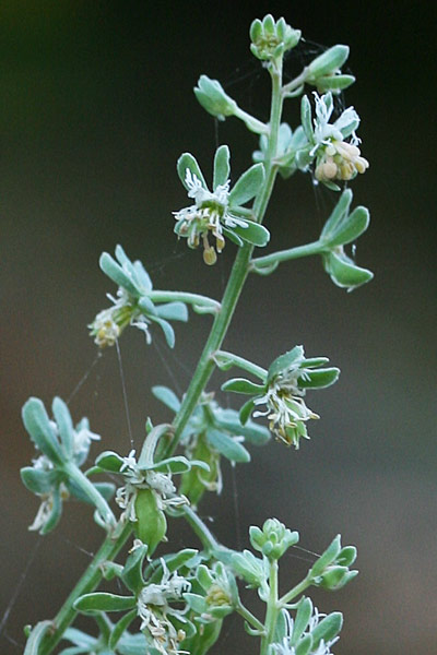 Reseda phyteuma, Reseda raponzolo, Reseda selvatica