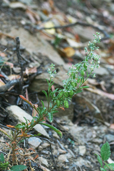 Reseda phyteuma, Reseda raponzolo, Reseda selvatica