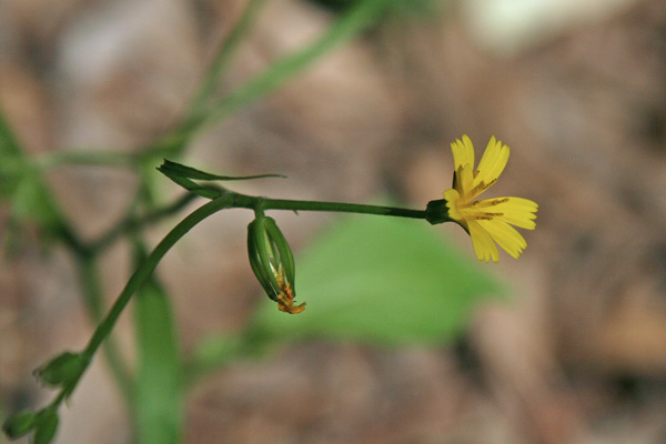 Rhagadiolus stellatus, Erba cornetta, Radicchio stellato, Stellixeddas