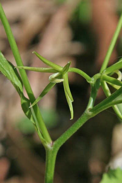 Rhagadiolus stellatus, Erba cornetta, Radicchio stellato, Stellixeddas