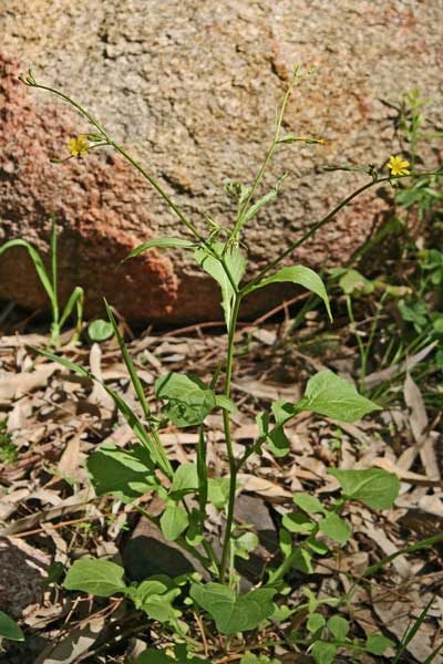 Rhagadiolus stellatus, Erba cornetta, Radicchio stellato, Stellixeddas