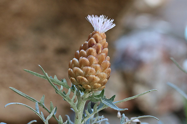 Rhaponticum coniferum, Fiordaliso ovoide, F. a pigna