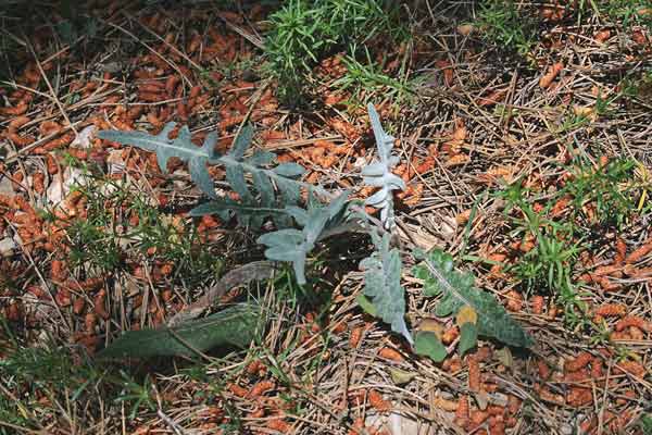 Rhaponticum coniferum, Fiordaliso ovoide, F. a pigna