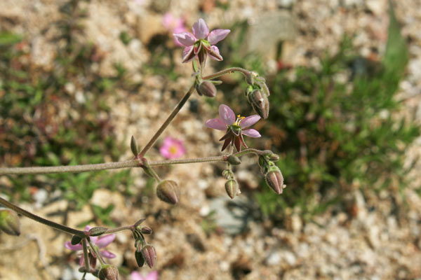 Rhodalsine geniculata, Minuartia ginocchiata