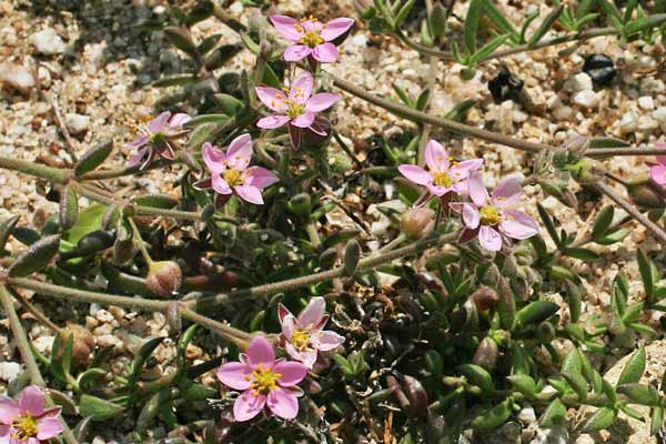 Rhodalsine geniculata, Minuartia ginocchiata