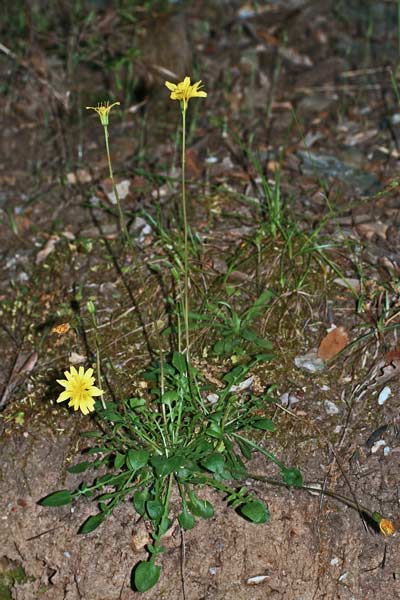 Robertia taraxacoides, Costolina appenninica