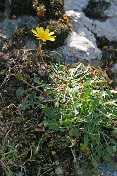 Robertia taraxacoides, Costolina appenninica