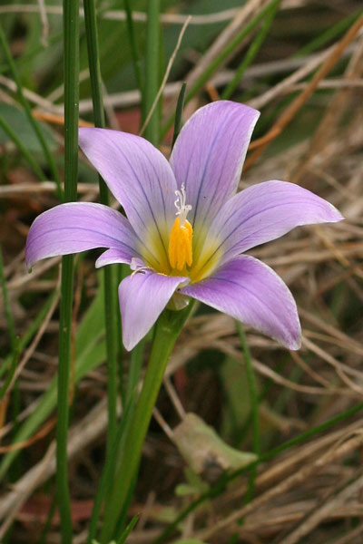 Romulea bulbocodium, Zafferanetto comune