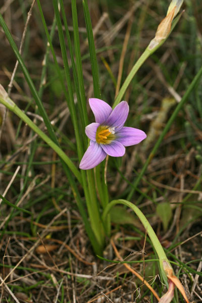 Romulea bulbocodium, Zafferanetto comune