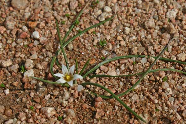 Romulea columnae, Zafferanetto di Colonna