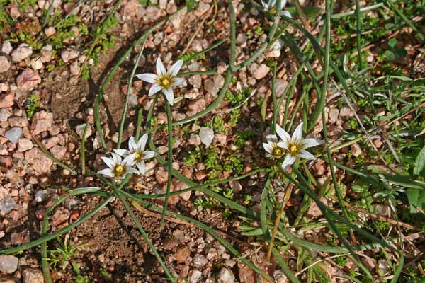Romulea columnae, Zafferanetto di Colonna