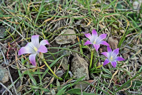 Romulea ligustica, Zafferanetto ligure, Castangiola, Erba de castangiola