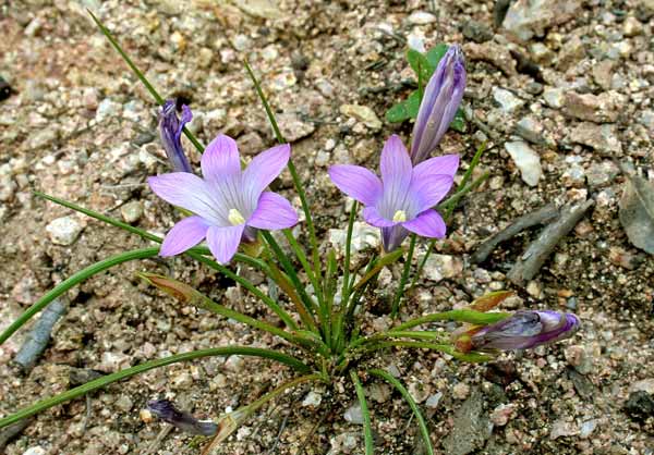 Romulea ligustica, Zafferanetto ligure, Castangiola, Erba de castangiola