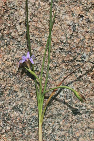 Romulea ramiflora, Zafferanetto ramoso