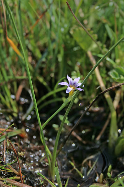 Romulea ramiflora, Zafferanetto ramoso