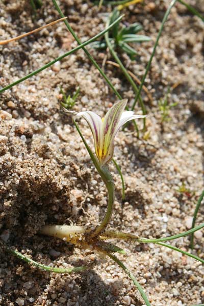 Romulea rollii, Zafferanetto di Rolli