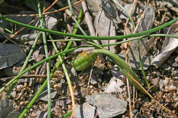 Romulea rollii, Zafferanetto di Rolli