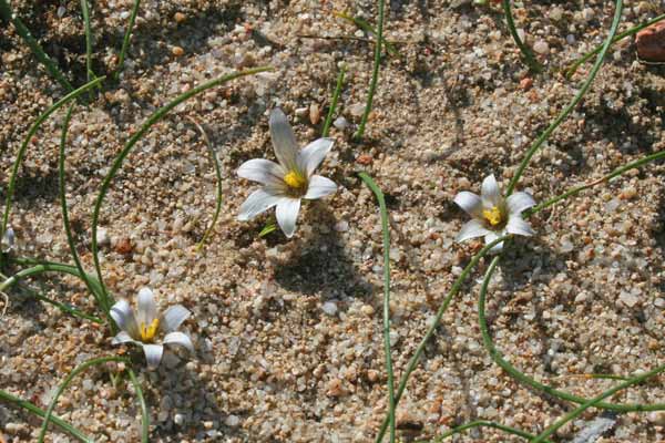 Romulea rollii, Zafferanetto di Rolli