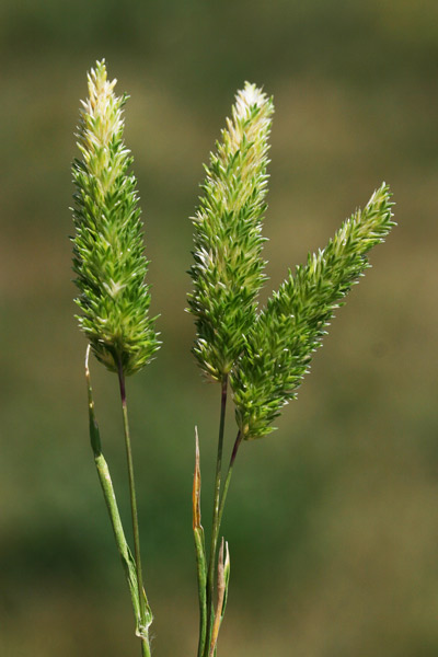 Rostraria cristata, Paleo cristato, Rostraria crestata, Erb'e canis, Erba de canis