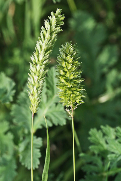 Rostraria cristata, Paleo cristato, Rostraria crestata, Erb'e canis, Erba de canis