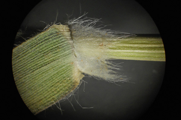 Rostraria litorea, Paleo pubescente, Rostraria pubescente, Coa de gattu