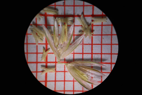 Rostraria litorea, Paleo pubescente, Rostraria pubescente, Coa de gattu