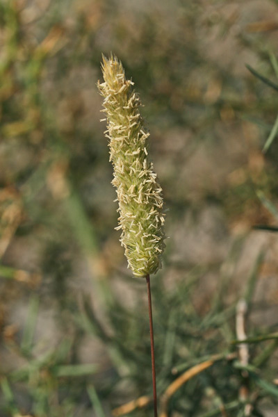 Rostraria pubescens, Paleo pubescente, Coa de gattu