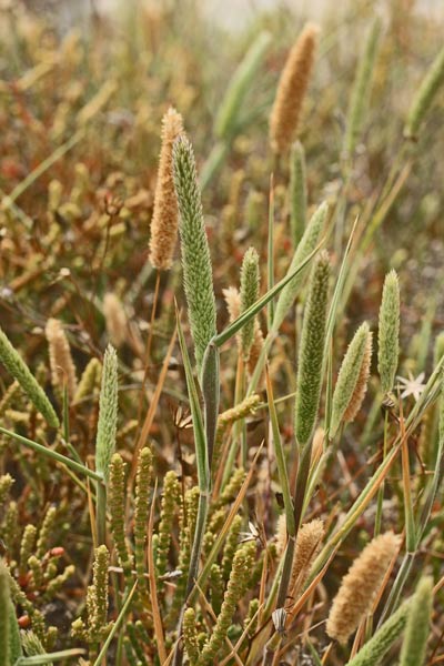Rostraria pubescens, Paleo pubescente, Coa de gattu