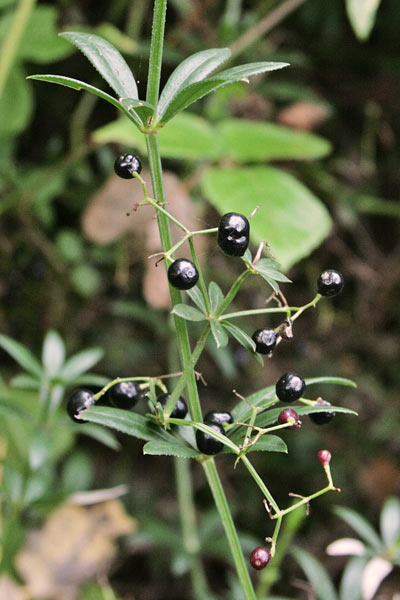 Rubia peregrina, Robbia selvatica, Arrubia, Atzotta limba, Battalimba, Battilingua, Ciorisedda, Colalatti, Pigalatti, Rattalimba, Ruja