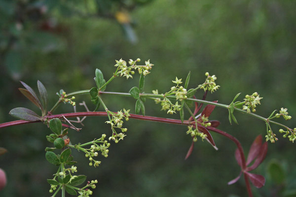 Rubia peregrina, Robbia selvatica, Arrubia, Atzotta limba, Battalimba, Battilingua, Ciorisedda, Colalatti, Pigalatti, Rattalimba, Ruja