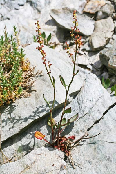 Rumex acetosella subsp. pyrenaicus, Romice acetosella, Coraxedu piticu, Erba salia, Folla de axedu, Melagra, Melarga, Meragra, Miliacra, Miliagru