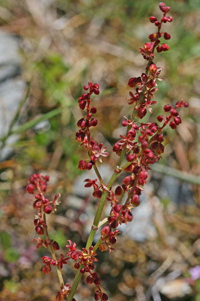 Rumex acetosella subsp. pyrenaicus, Romice acetosella, Coraxedu piticu, Erba salia, Folla de axedu, Melagra, Melarga, Meragra, Miliacra, Miliagru