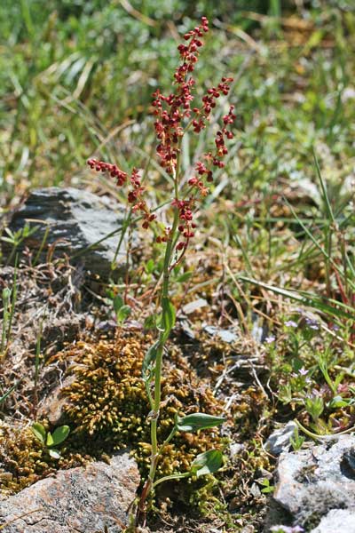 Rumex acetosella subsp. pyrenaicus, Romice acetosella, Coraxedu piticu, Erba salia, Folla de axedu, Melagra, Melarga, Meragra, Miliacra, Miliagru