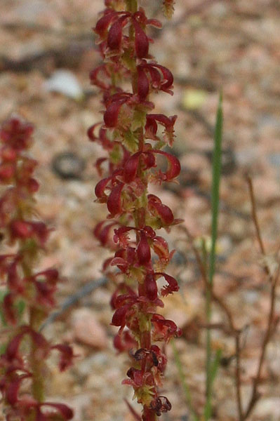 Rumex bucephalophorus, Romice testa di bue, Melagreda