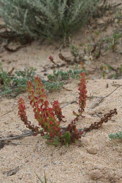 Rumex bucephalophorus, Romice testa di bue, Melagreda