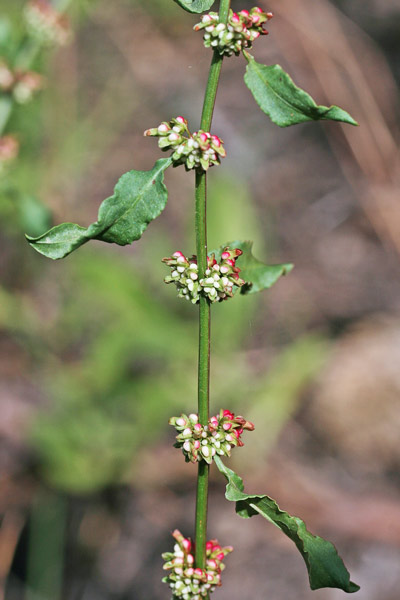 Rumex conglomeratus, Romice conglomerata, Romice conglomerato, Lampatzu