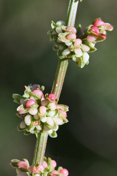 Rumex conglomeratus, Romice conglomerata, Romice conglomerato, Lampatzu