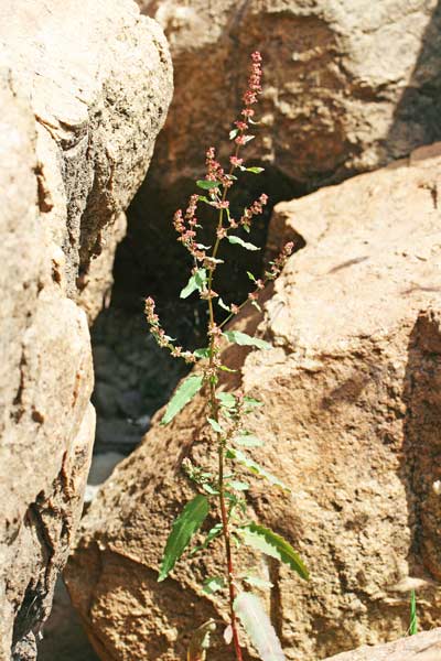 Rumex conglomeratus, Romice conglomerata, Romice conglomerato, Lampatzu