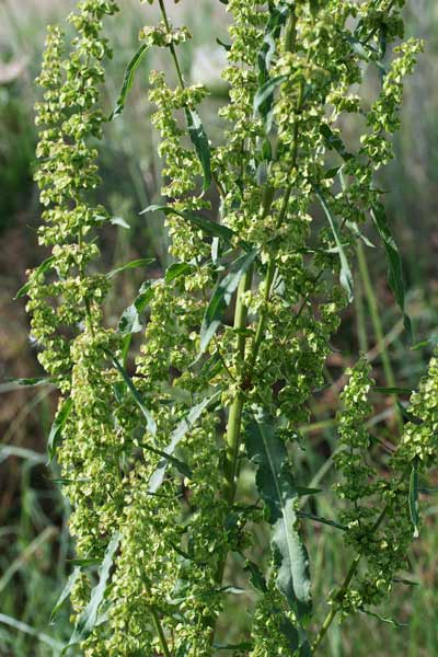 Rumex crispus, Romice crespo, Lampazzu, Lapatu