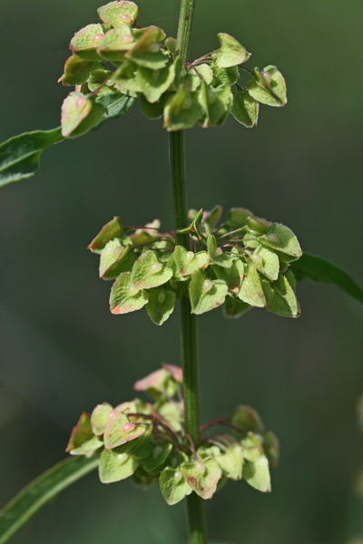 Rumex crispus, Romice crespo, Lampazzu, Lapatu